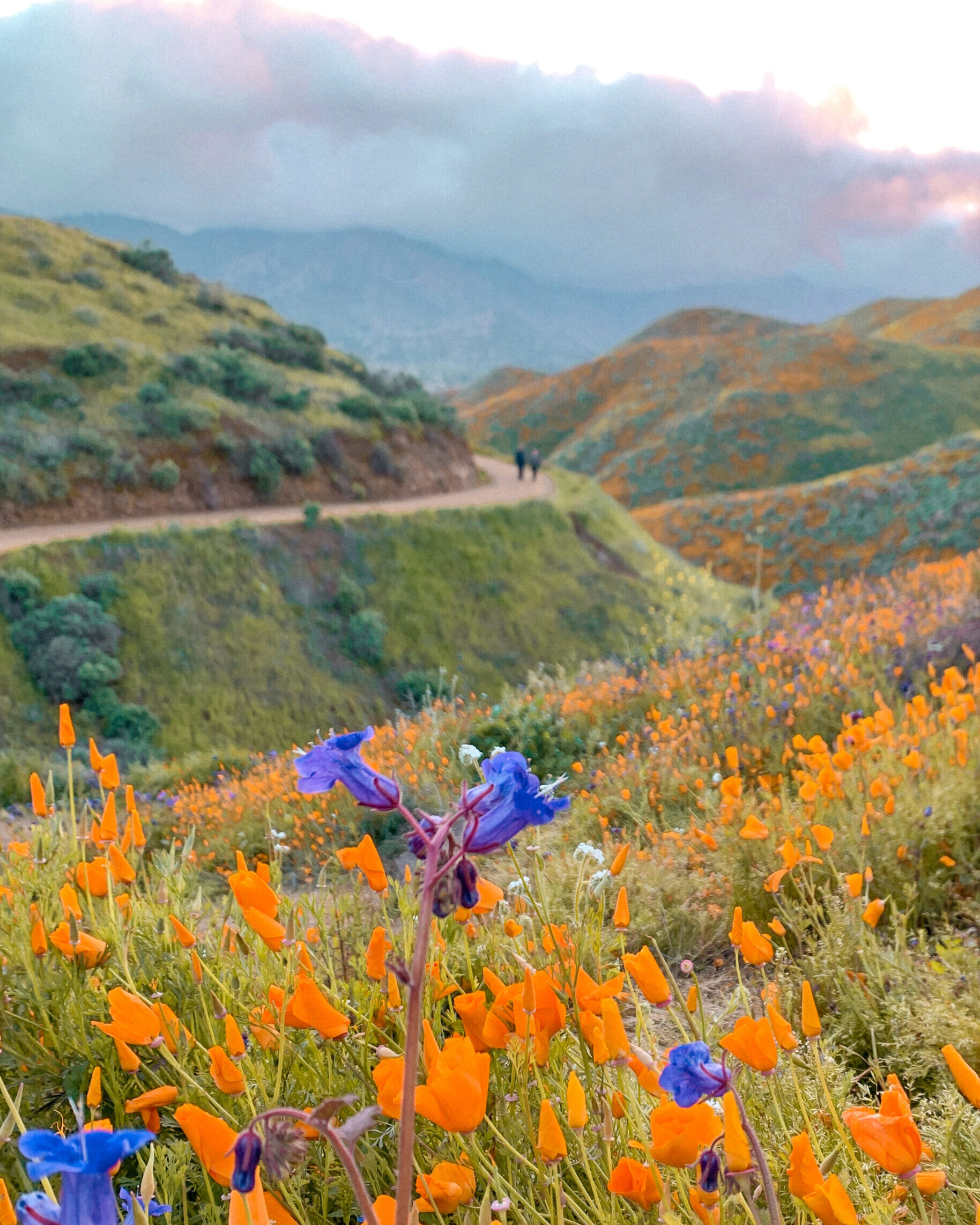 Will there be a super bloom in California 2023?