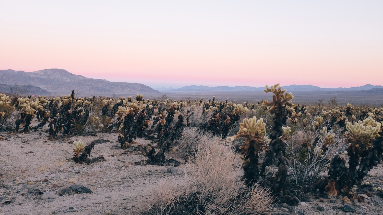 Joshua Tree Cholla Garden