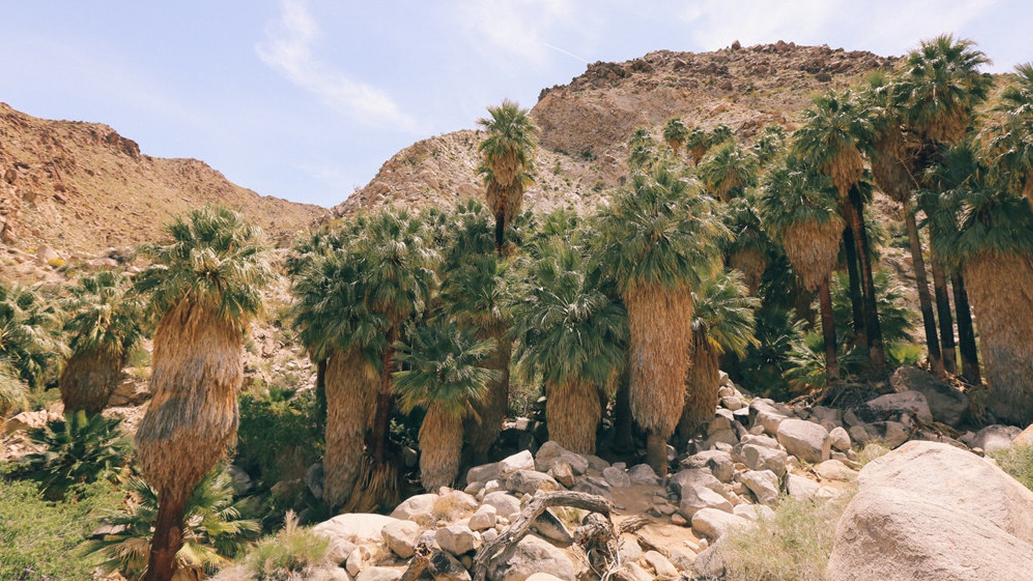 49 Palms Oasis Trail in Joshua Tree National Park