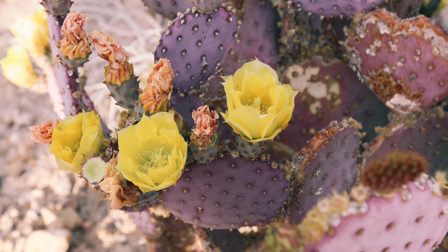 Purple prickly pear in bloom