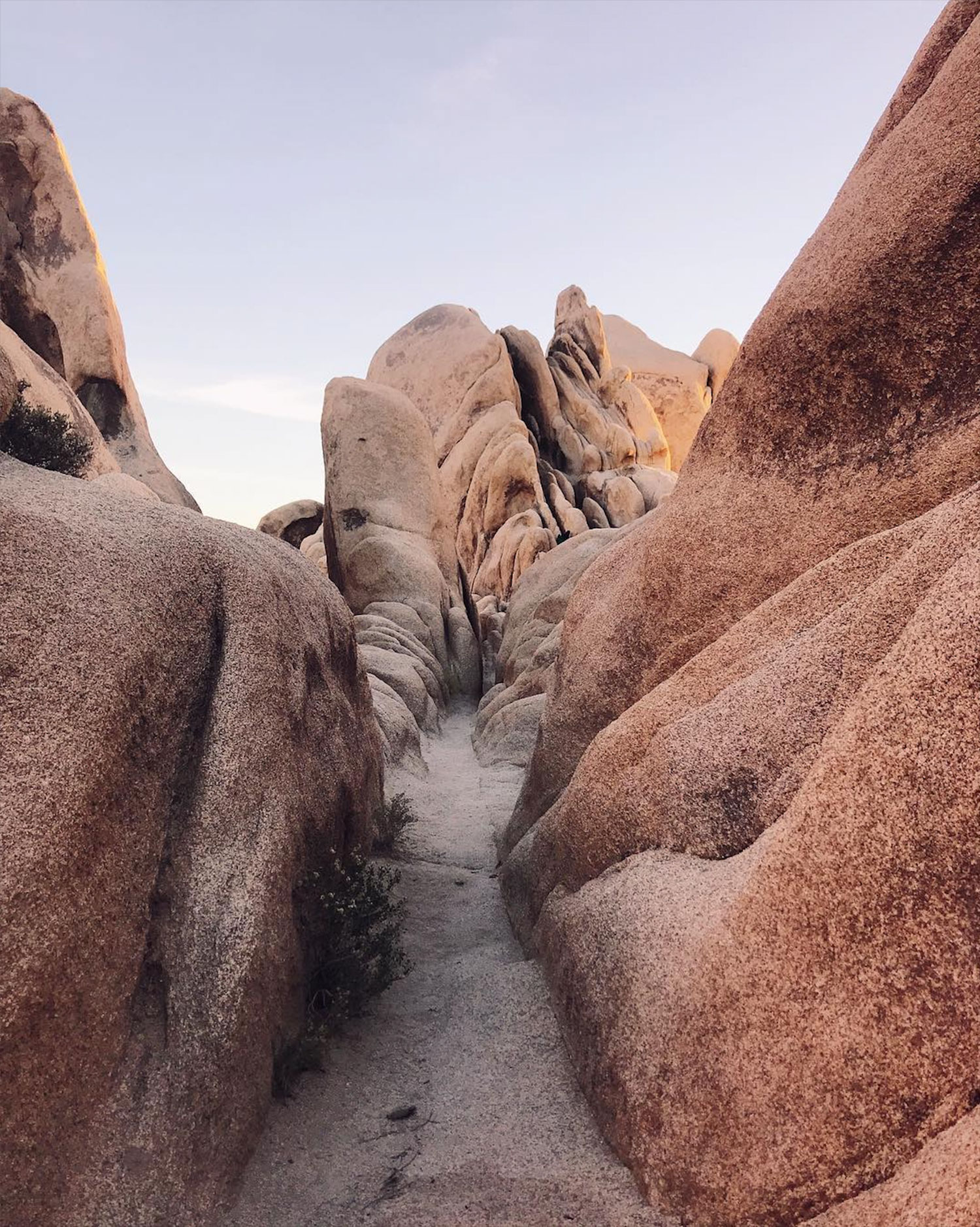 Field Guide Arch Rock Trail In Joshua Tree National Park