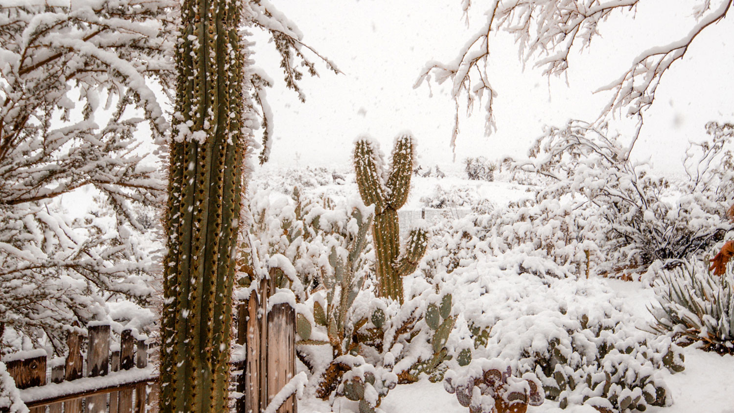 gift guide 2019 - Snow in Joshua Tree, California