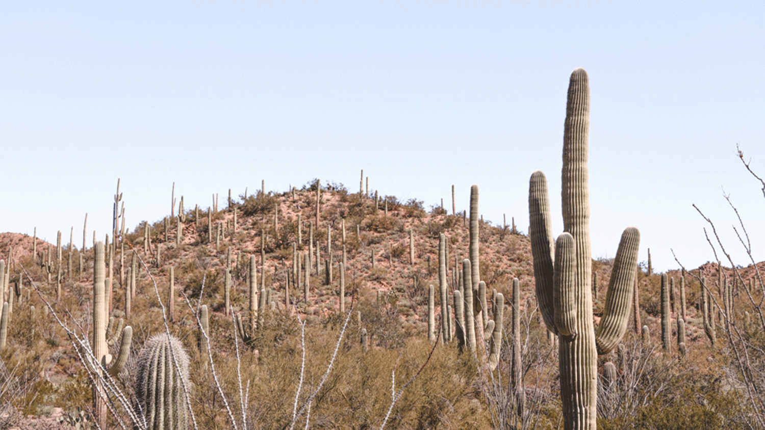 Valley View Trail in Saguaro National Park