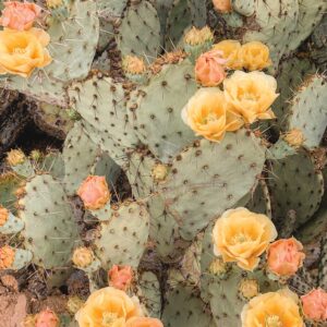 Prickly Pear Blooms Digital Print