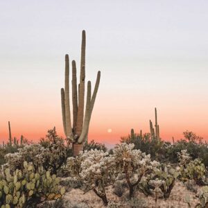 Sonoran Sunrise Landscape print