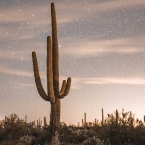 New Moon Saguaro