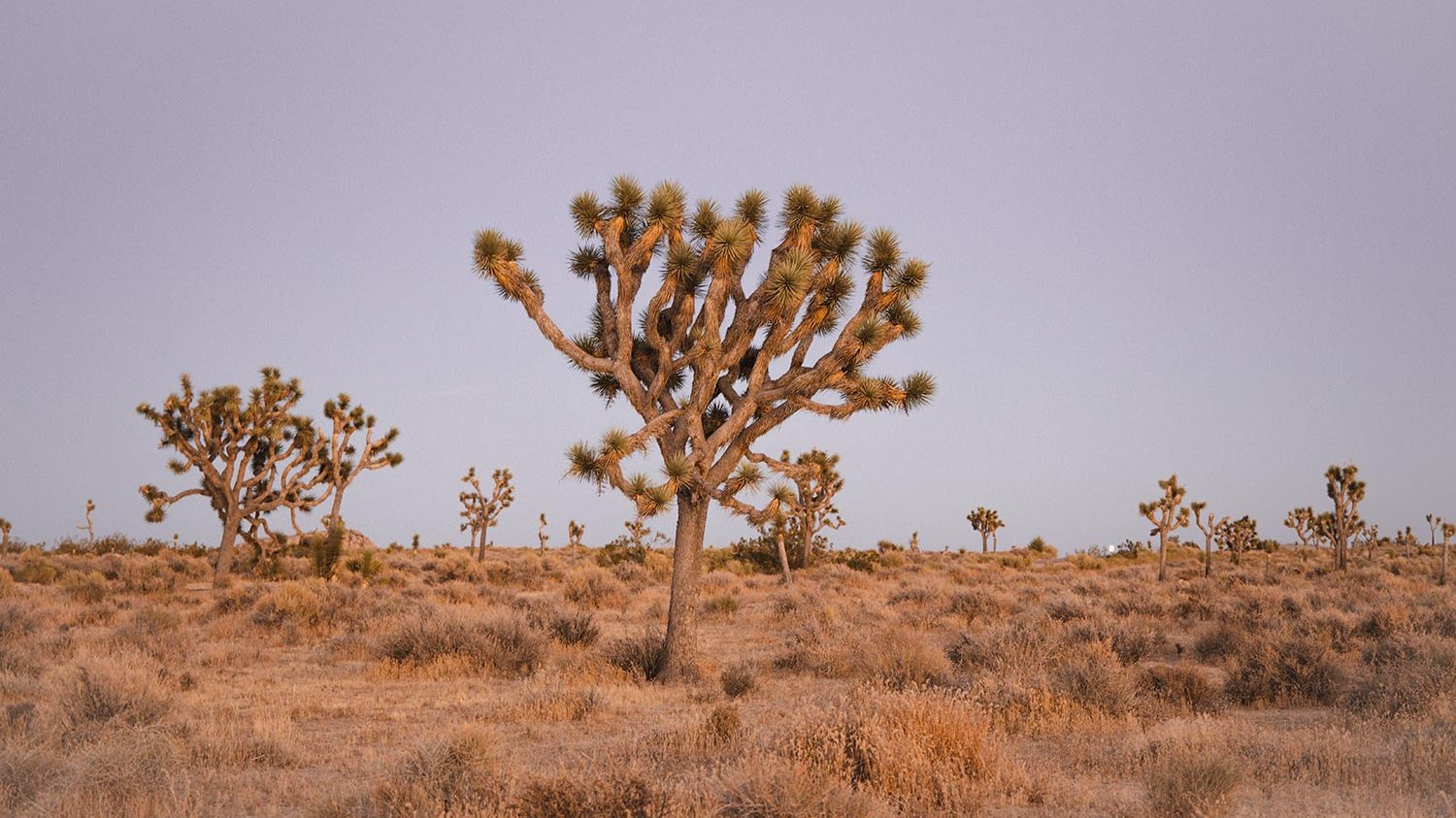 Joshua Tree in Queen Valley Forest in JTNP