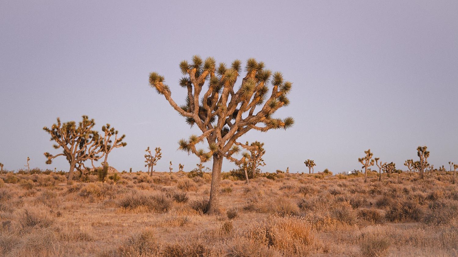 are dogs allowed in joshua tree