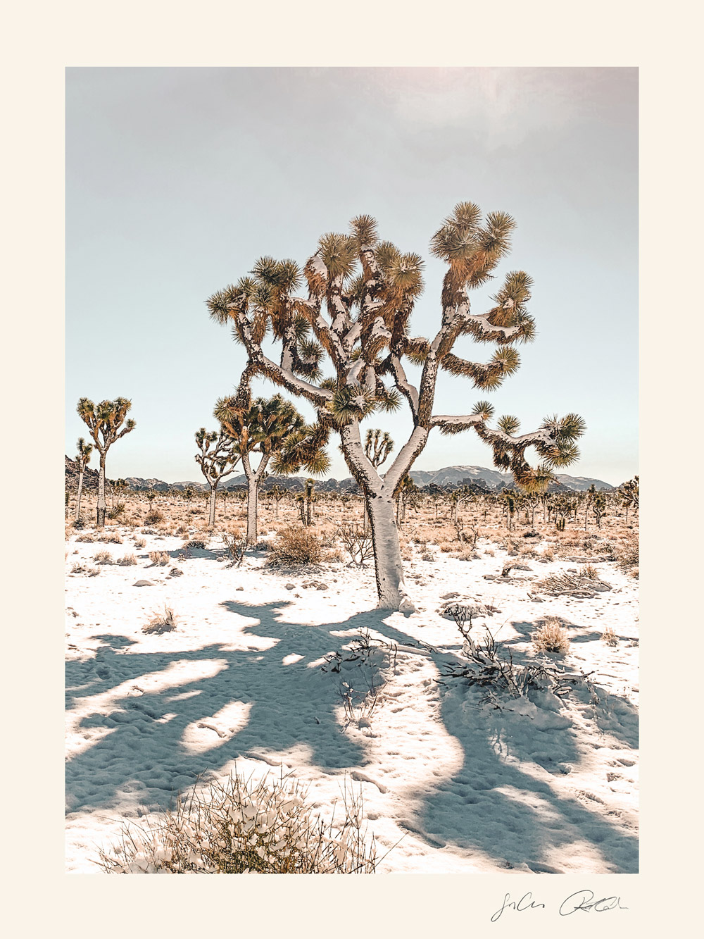 The Joshua Tree House Joshua Tree, Tucson, Marfa Short Term Rentals