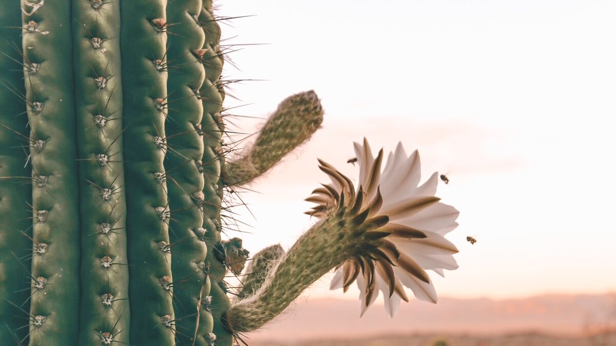 cactus-bloom