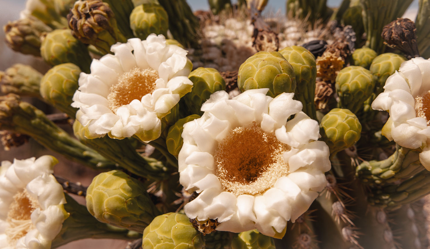 Saguaro Blooms