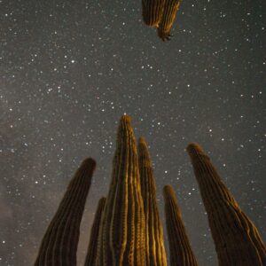 New Moon Saguaro night sky