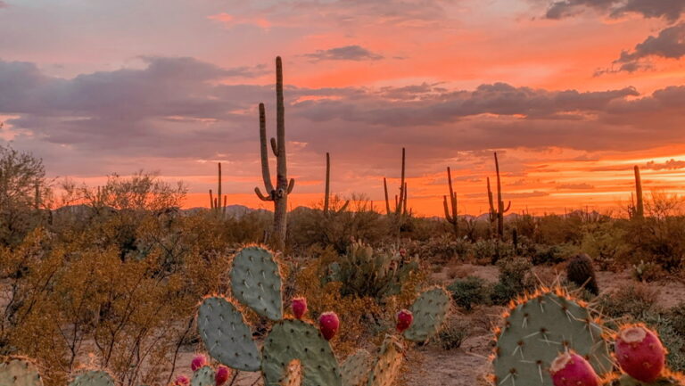 Prickly Pear Ranch Water Recipe with Westbound Tap & Bottle