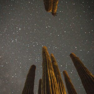 Fallen Saguaros Digital Print