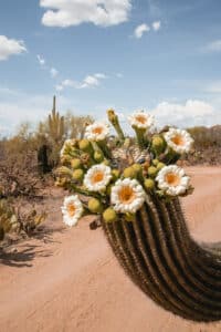 Saguaro Bloom Digital Print (Free with Email Signup)