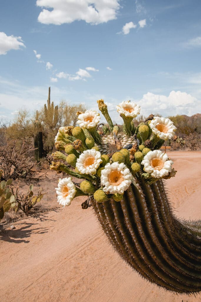 Saguaro Bloom Digital Print (Free with Email Signup) – The Joshua Tree ...