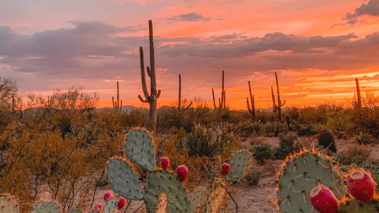 Summer in Tucson