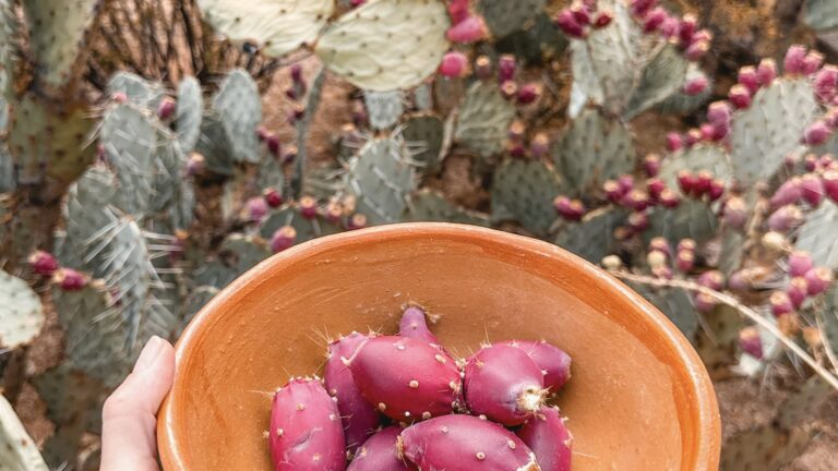 Prickly Pear: A Desert Delicacy You Can Sip